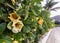 Flower and leaves of Solandra maxima, cup of gold vine, golden chalice vine. Hedge stretching along a street at Gran