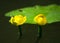Flower and leaves of Yellow Water-lily Nuphar lutea. In the lake