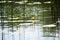 Flower and leaves of Yellow Water-lily Nuphar lutea. In the lake