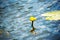 Flower and leaves of Yellow Water-lily Nuphar lutea. In the lake