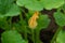 Flower and leaves of zucchini growing in the vegetable garden