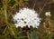 Flower ledum (Ledum)
