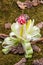 Flower of leek on forest floor