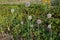 Flower of leek, lat. Allium ampeloprasum