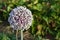 Flower of leek, lat. Allium ampeloprasum