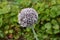 Flower of leek, lat. Allium ampeloprasum