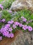 Flower lies on a stone