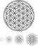 Flower Of Life Development