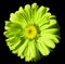 Flower light green Chamomile on black isolated background with clipping path. Daisy green-yellow with droplets of water for design