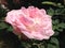 flower of light pink rose, flower background 