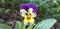 Flower like monkey face, combination of purple and yellow,  fantabulous flower