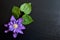 Flower of lilac clematis on black slate board, plate, tray. Purple double-flowering clematis with delicate petals.