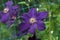 Flower lilac clematis close-up. Flower Clematis varieties Rasputin