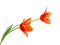 A flower of liliaceae tulip