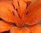 Flower - lillium orange