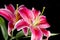 Flower Lily ( Lilium sort