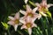 Flower of Lily Tango Dot Com is a fabulous plant for the garden and for cutting. They are very effective planted between