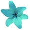 Flower lily turquoise on a white background isolated with clipping path. For design. Closeup.