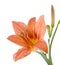 The flower of lily is yellow on a white background