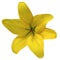 Flower lily yellow on a white background isolated with clipping path. For design. Closeup.