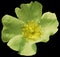 Flower Lime green on the black isolated background with clipping path. Nature. Closeup no shadows.