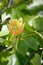 Flower of a liriodendron tulip tulip tree Liriodendron tulipifera L