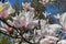 Flower Liriodendron Tulipifera Tulip Tree, American Tulip Tree, Tuliptree, Tulip Poplar, Whitewood, Fiddle-tree