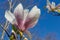 Flower Liriodendron Tulipifera Tulip Tree, American Tulip Tree, Tuliptree, Tulip Poplar, Whitewood, Fiddle-tree