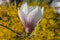 Flower Liriodendron Tulipifera Tulip Tree, American Tulip Tree, Tuliptree, Tulip Poplar, Whitewood, Fiddle-tree
