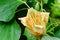 Flower Liriodendron Tulipifera Tulip Tree, American Tulip Tree, Tuliptree, Tulip Poplar, Whitewood, Fiddle-tree, Yellow Poplar