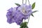 Flower-Lisianthus against 255 white