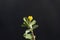Flower of a little bur-clover, Medicago minima