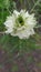 flower lonely White Nigella damask