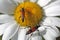 Flower longhorn beetle Stenurella melanura