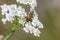 Flower longhorn on a flower in field