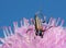 Flower longhorn, Stenurella melanura feeding on field scabious