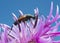 Flower longhorn, Stenurella melanura feeding on flower