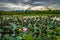 Flower lotus field