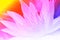 Flower lotus pistil