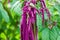 Flower love-lies-bleeding