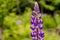 Flower Lupin isolated on green nature background. Selective focus. Copyt space.Russell lupins, lupinus blooming in early