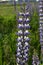 Flower lupine white and blue brightly illuminated by the sun