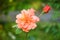 Flower lush orange rose on a blurred green background