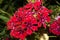 Flower lychnis Adonis dawn