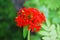 Flower Lychnis, bright red