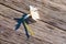 Flower lying diagonally on weathered wood