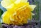 Flower lying on the ground. yellow tulip