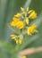 Flower Lysimachia vulgaris
