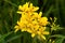 Flower Lysimachia vulgaris, yellow loosestrife among grass close-up