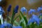 Flower macro macrophotography purple blue closeup